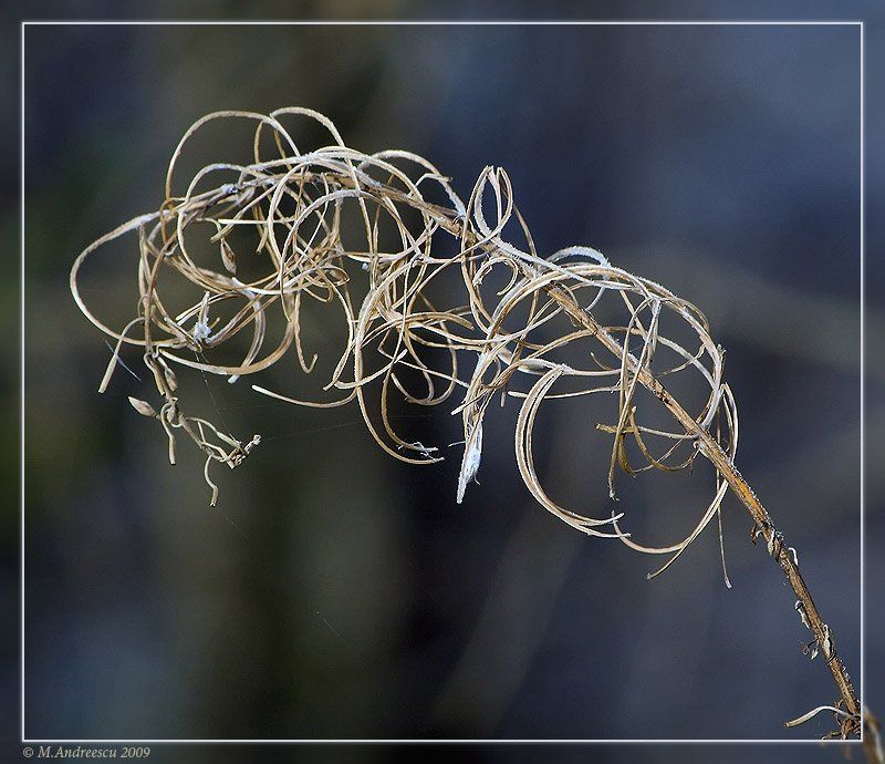 природа, флора, иван-чай, осень, заморозок Природные абстракции (1) фото превью