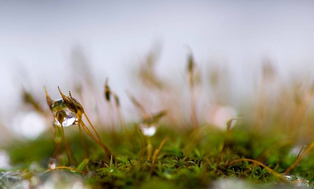 мох, капля, макро, зима, Юлия