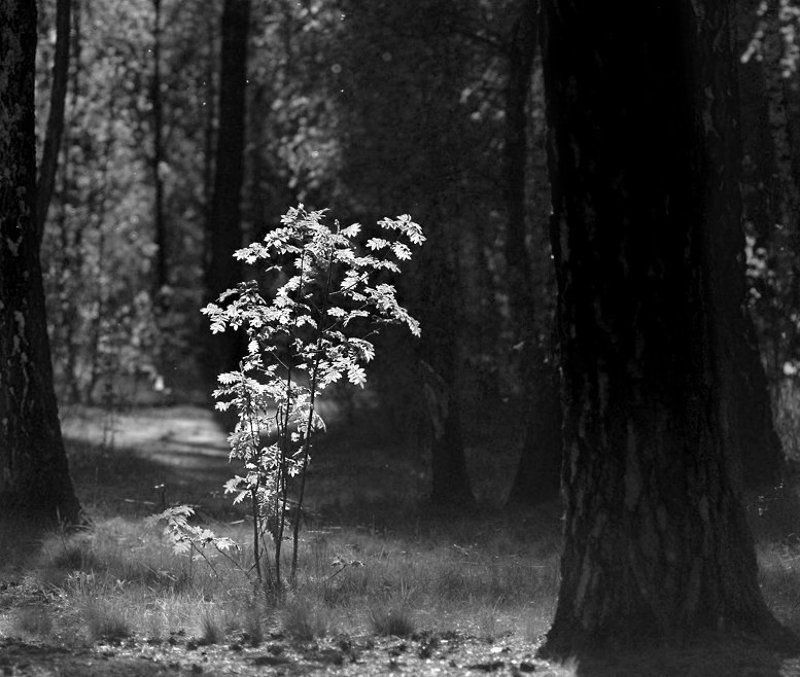 ...горящий куст... фото превью