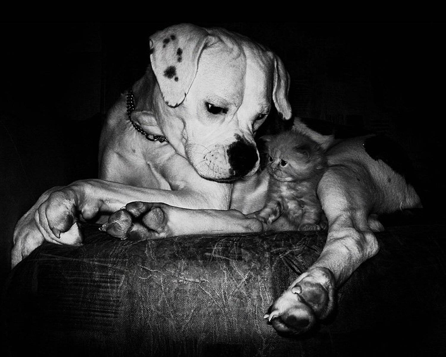 американский, бульдог, персидский, котёнок, Nateletro