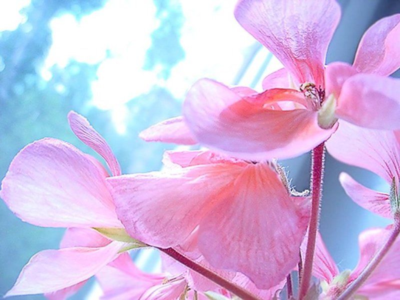 Delicate фото превью