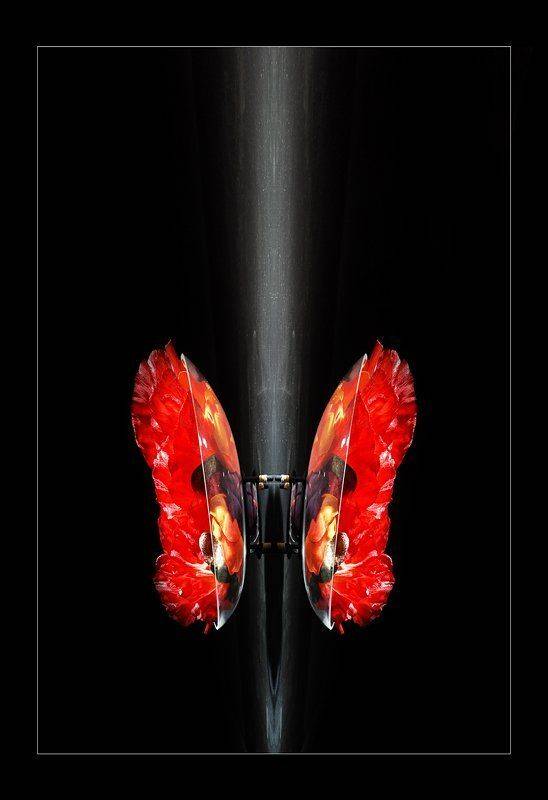 butterfly, Александр Путев