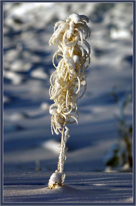 Зимний цветок фото превью