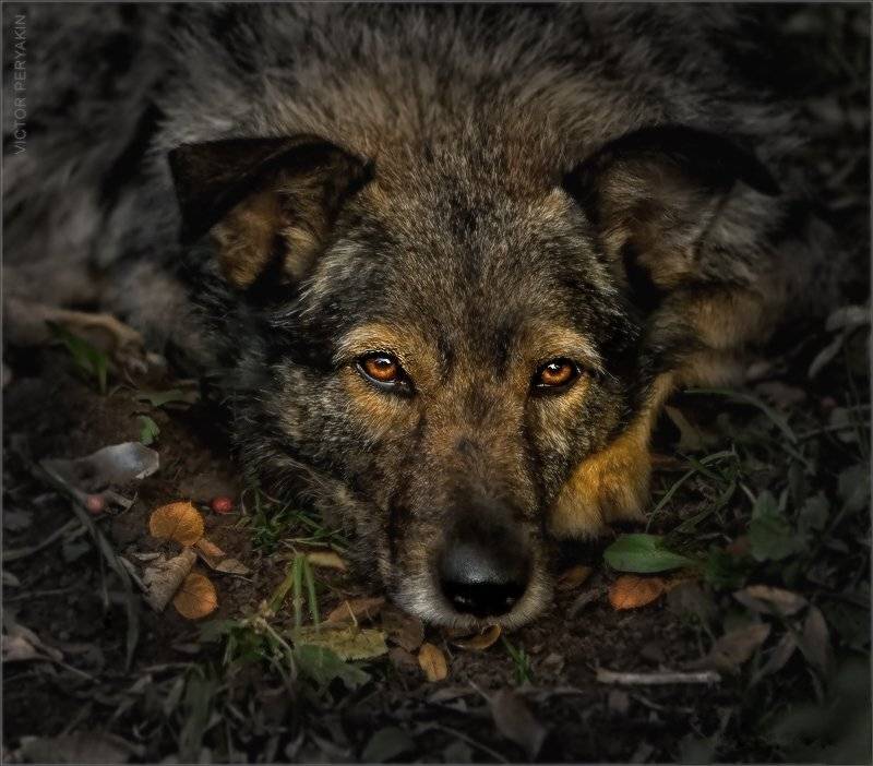 , Виктор Перякин