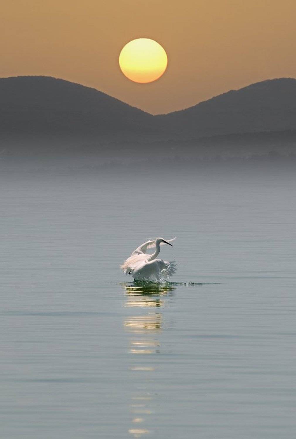 вечерние, водные, процедуры, цапли, водах, тивериадского, моря, Макс Шамота