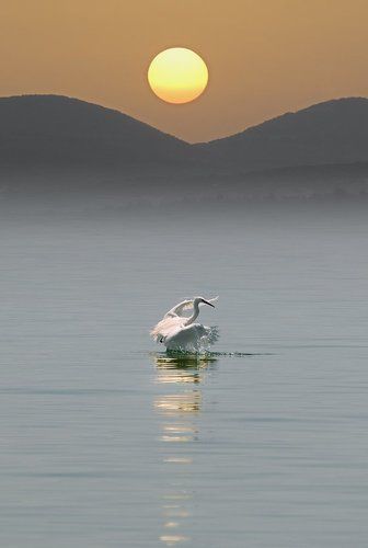 Вечерние водные процедуры цапли водах Тивериадского моря