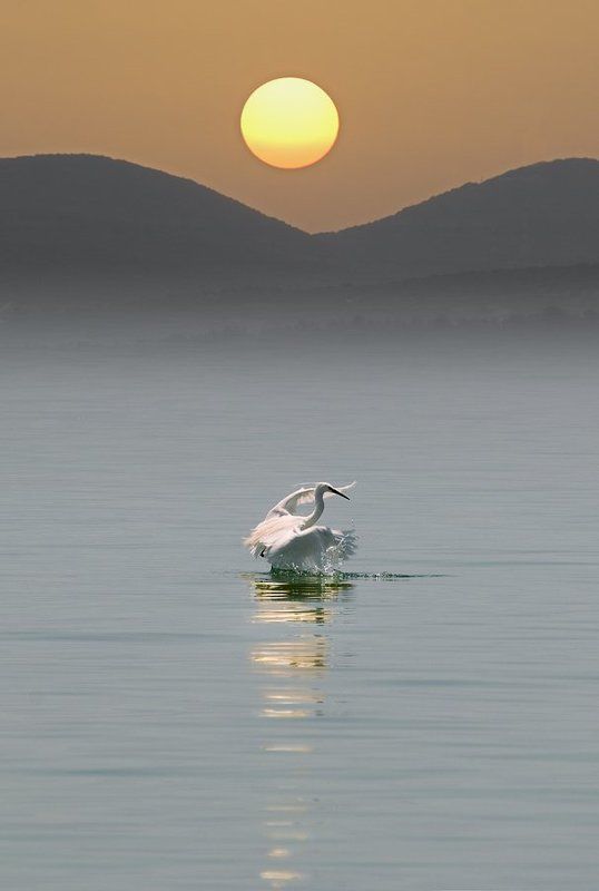 вечерние, водные, процедуры, цапли, водах, тивериадского, моря Вечерние водные процедуры цапли водах Тивериадского моря фото превью