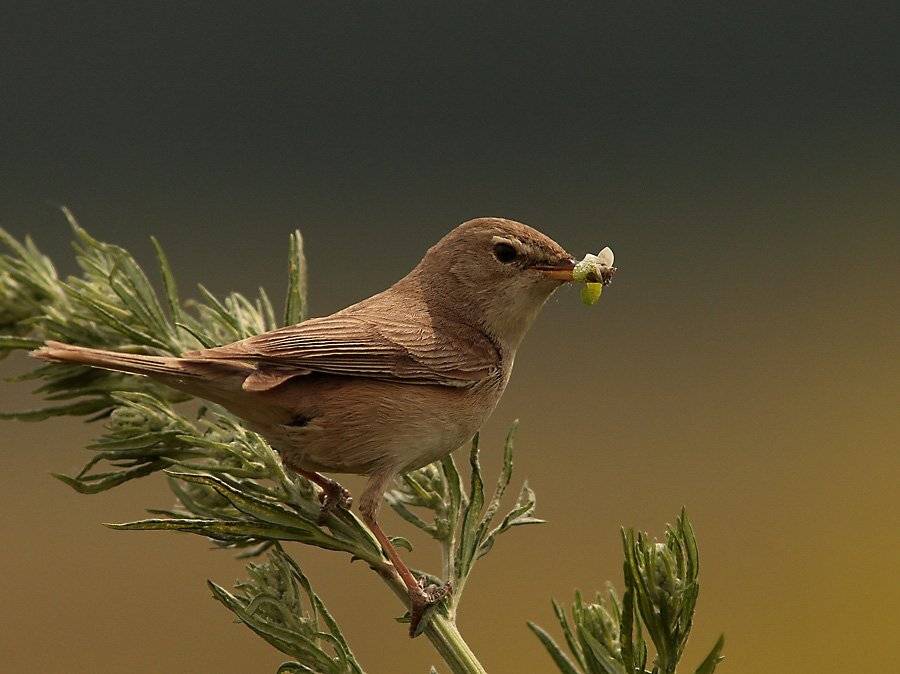 славка, Сергей Дорохин