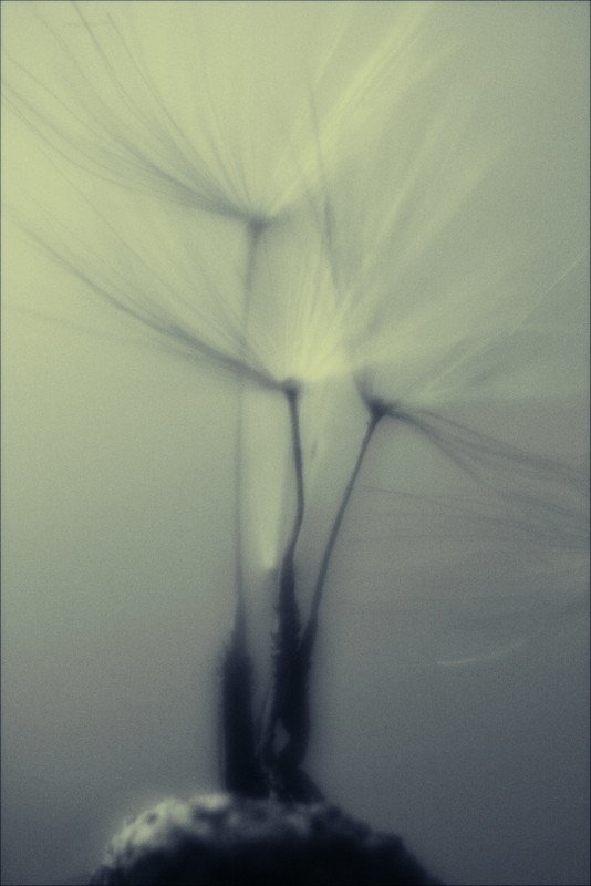 Семейный портрет фото превью