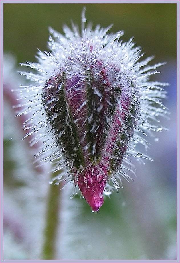 макро, флора, remak