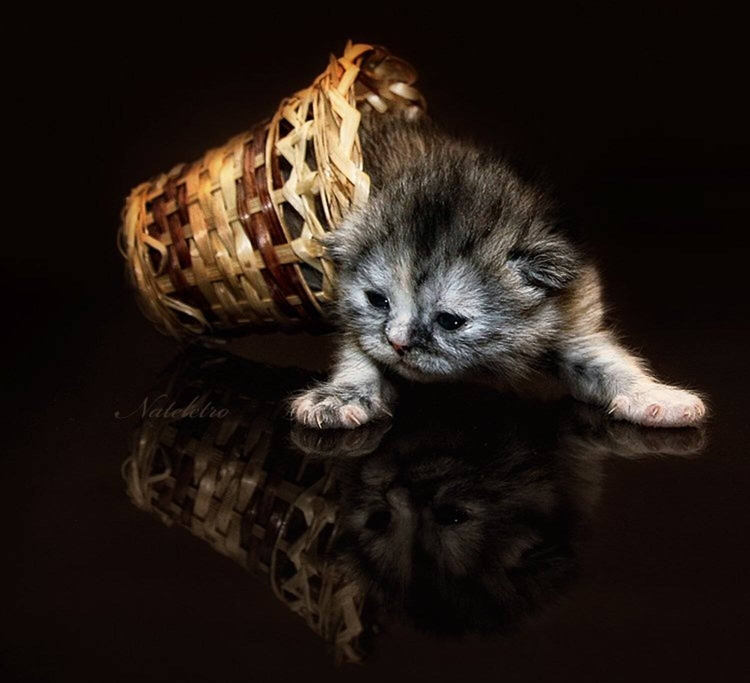 британский, черепаховый, котёнок, Nateletro