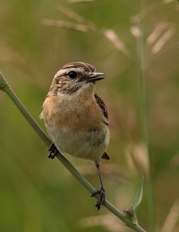 , Сергей Дорохин