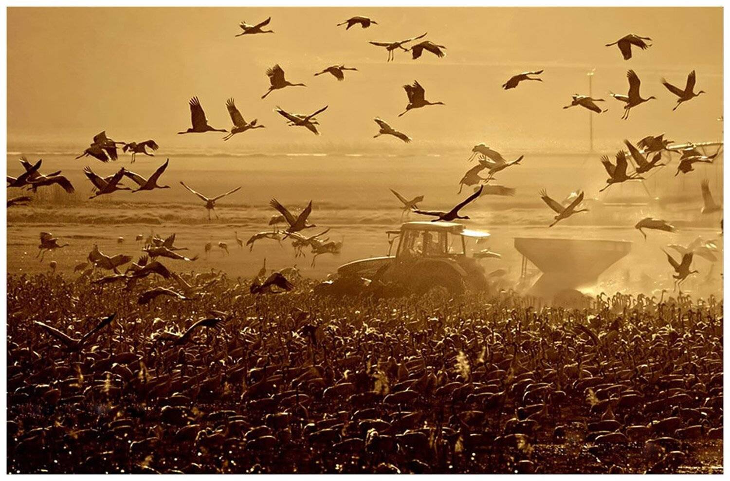 серый, журавль, grus, grus, ахула, израиль, перелетные, птицы, Elizabeth Etkind