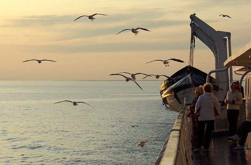 чайки,тепоход Речная свита фото превью