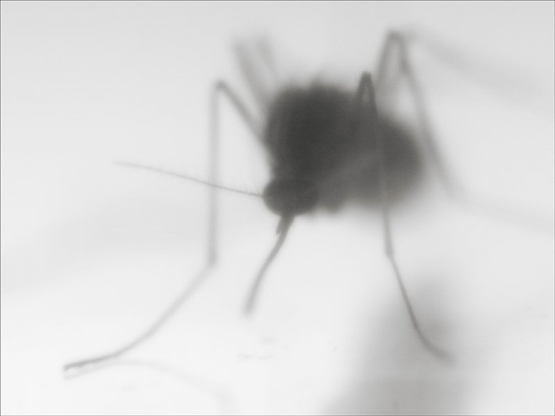 Culex pipiens фото превью