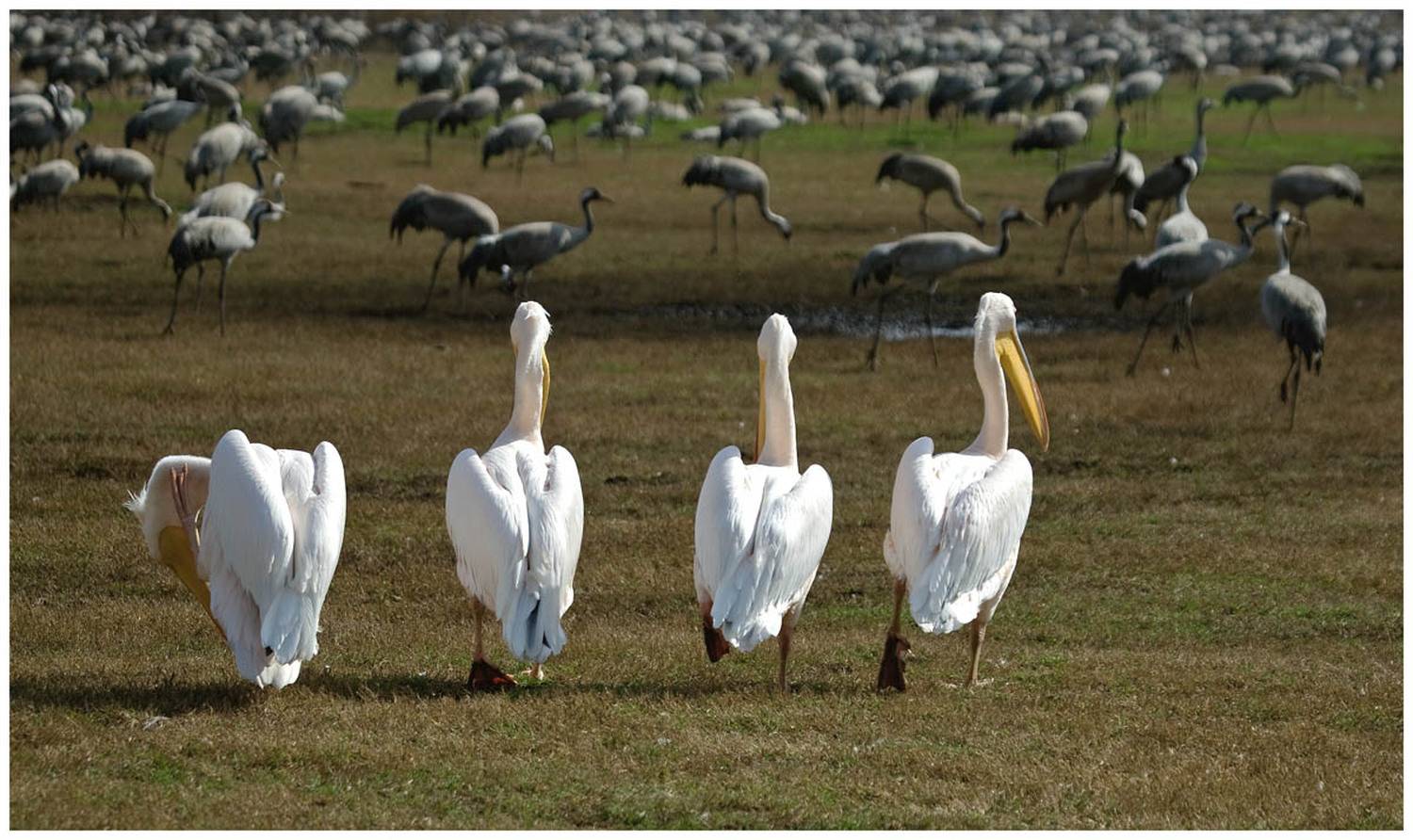 розовый, пеликан, pelecanus, onocrotalus, серый, журавль, grus, grus, ахула, израиль, перелетные, птицы, Elizabeth Etkind