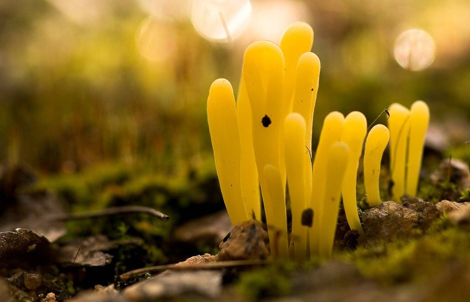 грибы, макро, свет, Юлия