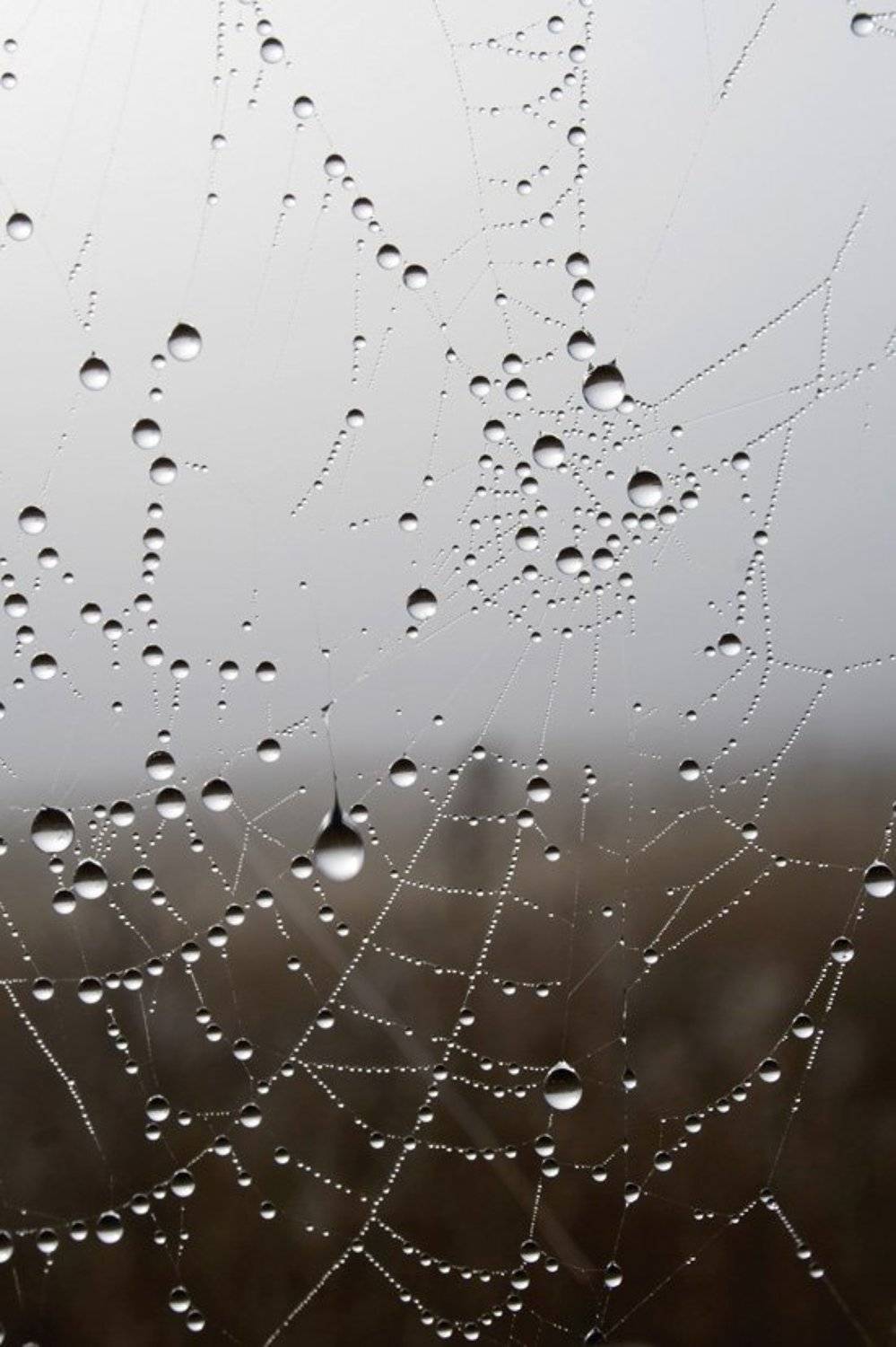 паутина, капли, роса, хрусталь, Игорь Касьянов