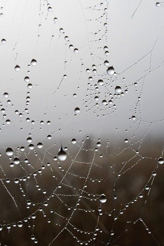 Хусталь и паутина