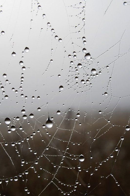 паутина, капли, роса, хрусталь Хусталь и паутина фото превью