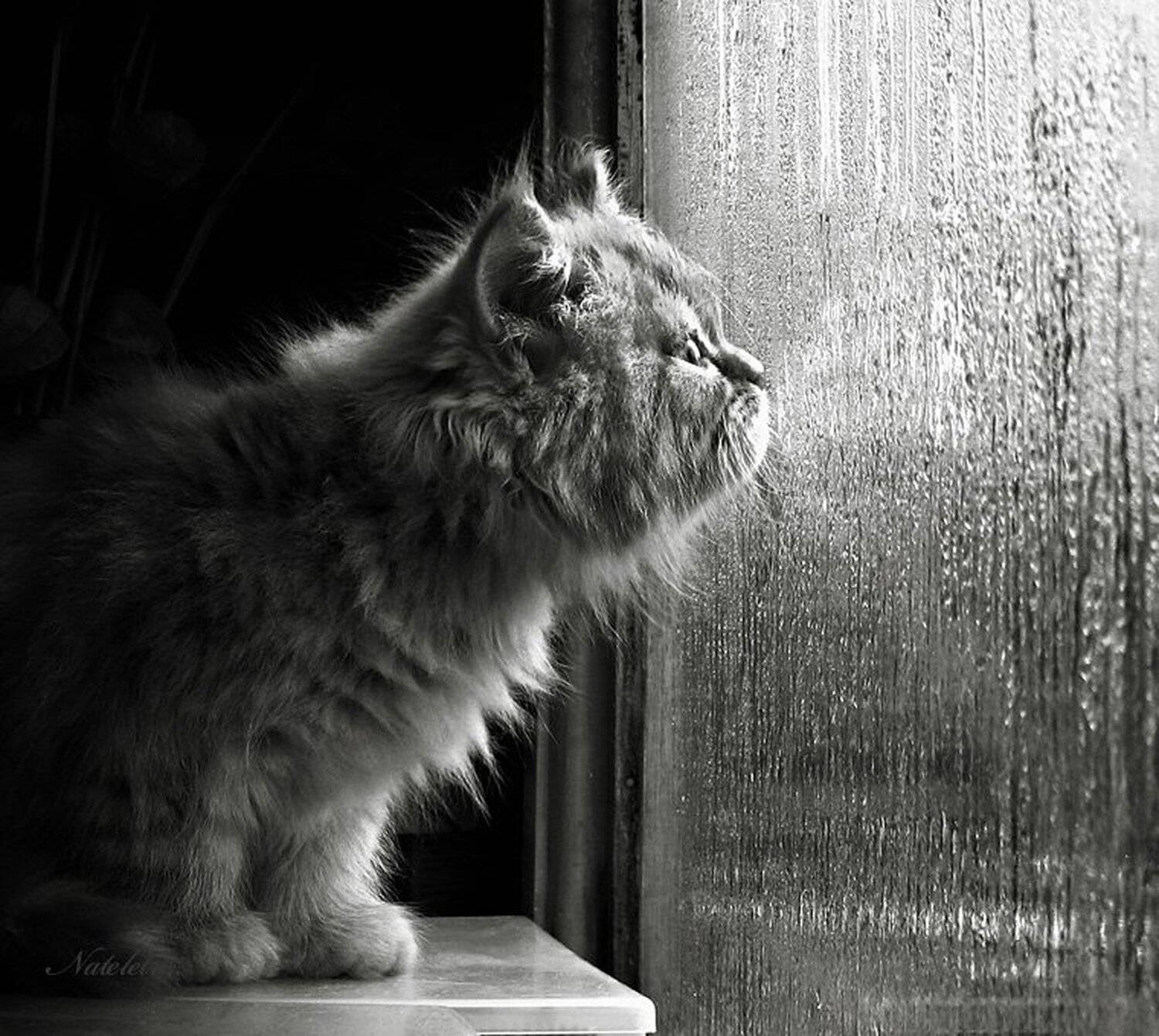 котёнок, дождь, Nateletro