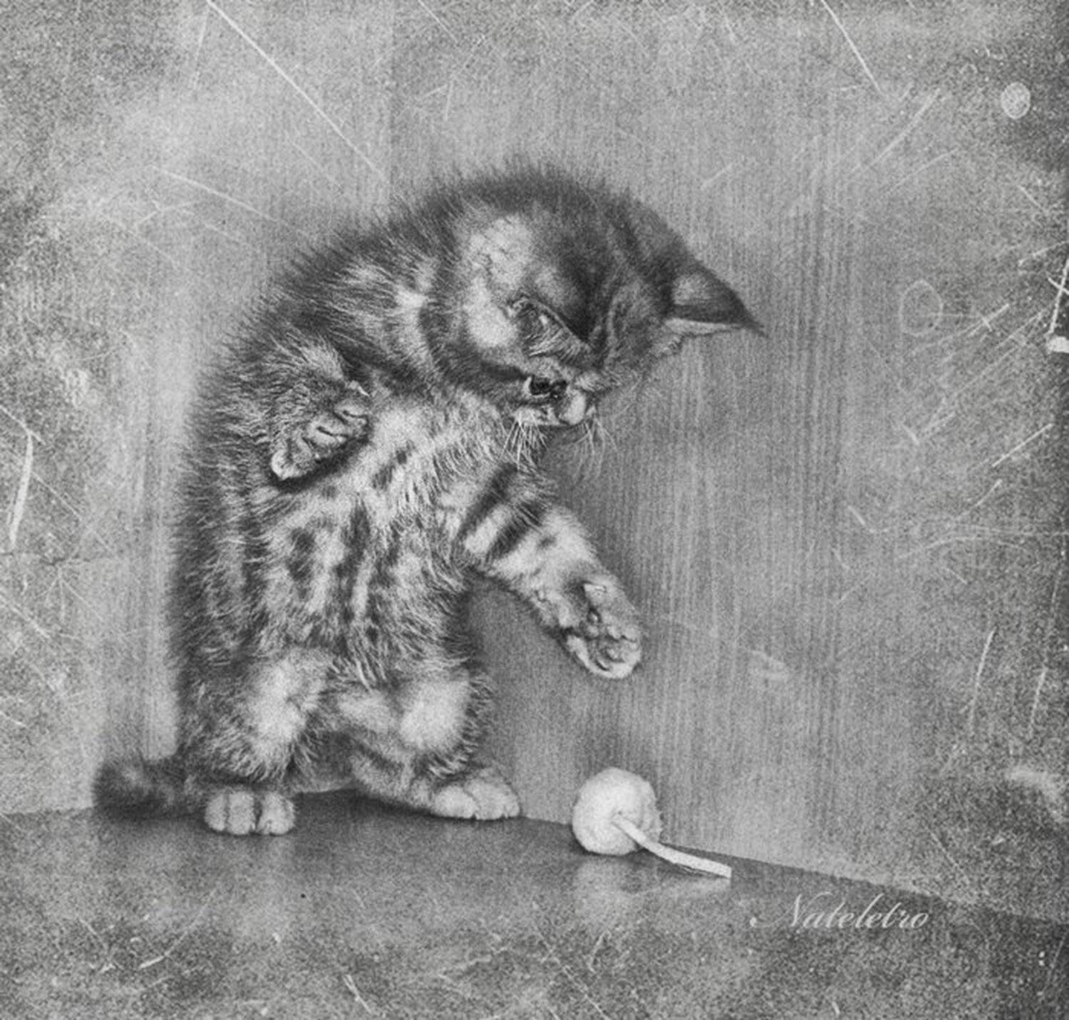 экзотический, котёнок, мышка, игра,, Nateletro