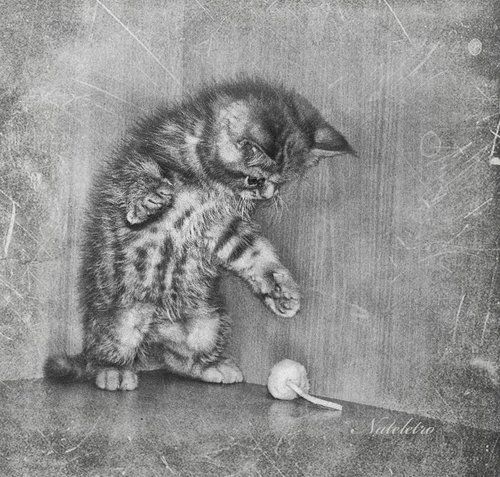 кошки-мышки