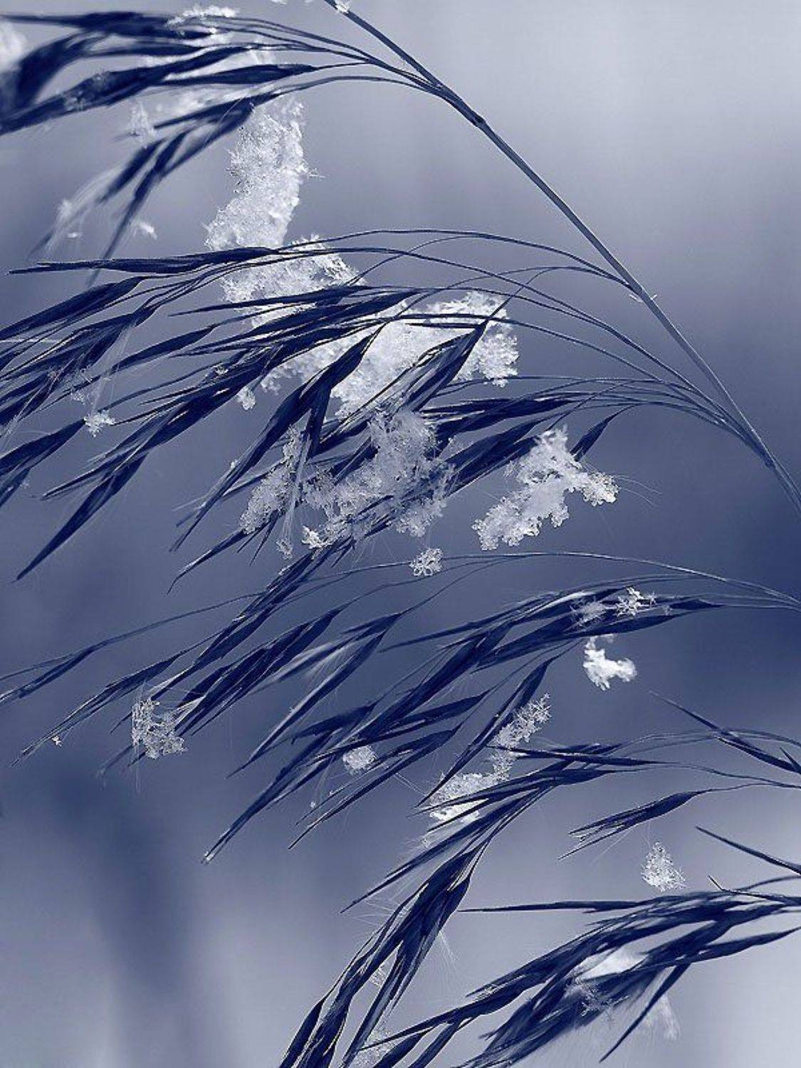 зима, снег, allegria