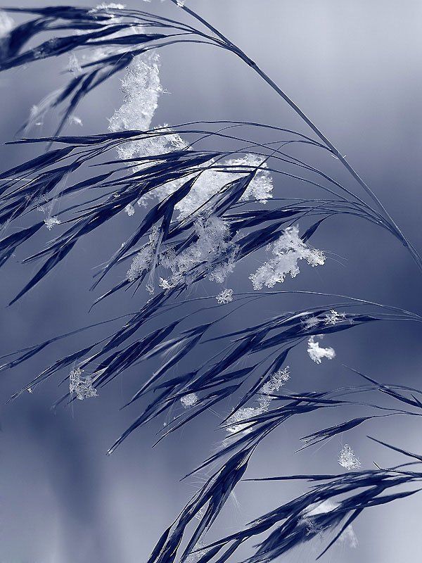 зима, снег снежинки фото превью