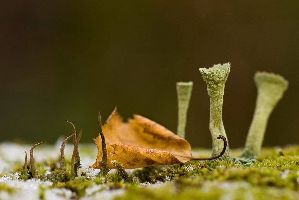 осень, лист, мох, Юлия