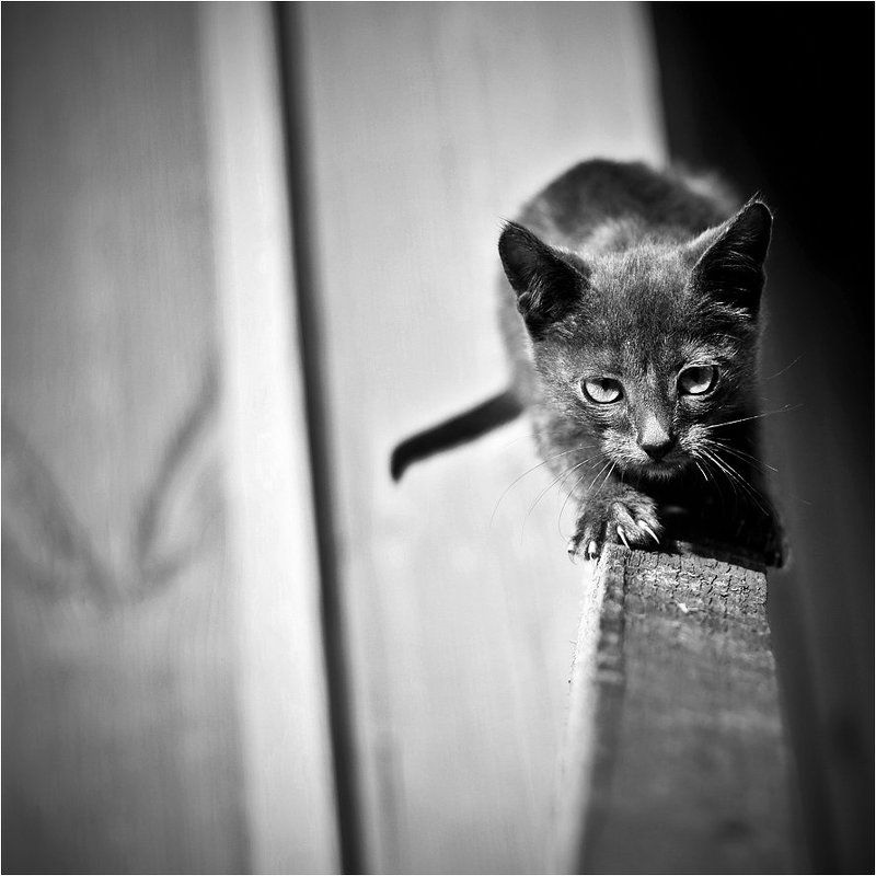 когти, shalapai-art, шалафаев, котенок Когти фото превью