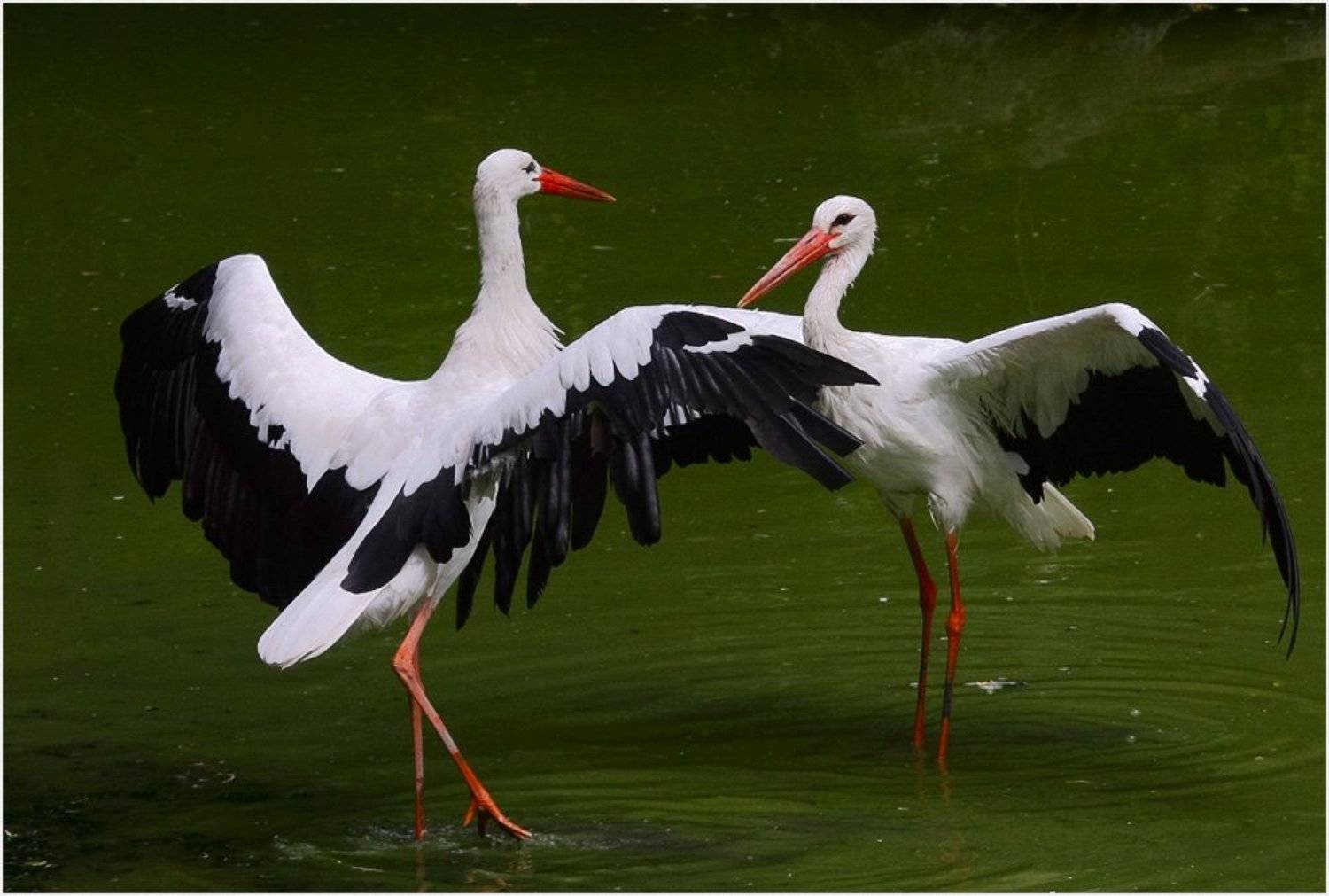 аист, вода, танец, Игорь Шевченко
