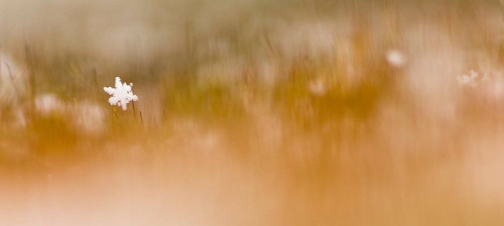 мох, снег, снежинка, поле, Юлия