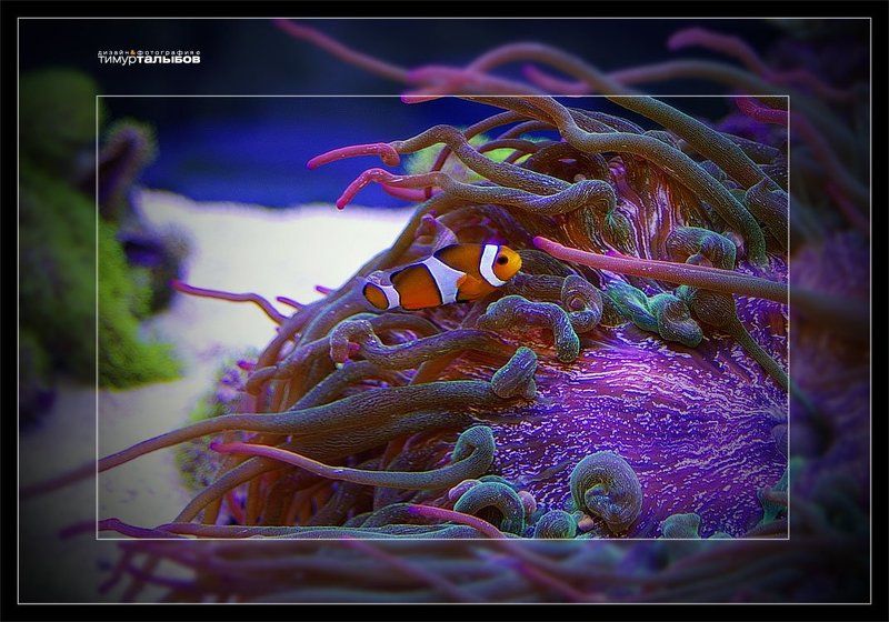 клоун Он же клоун... фото превью