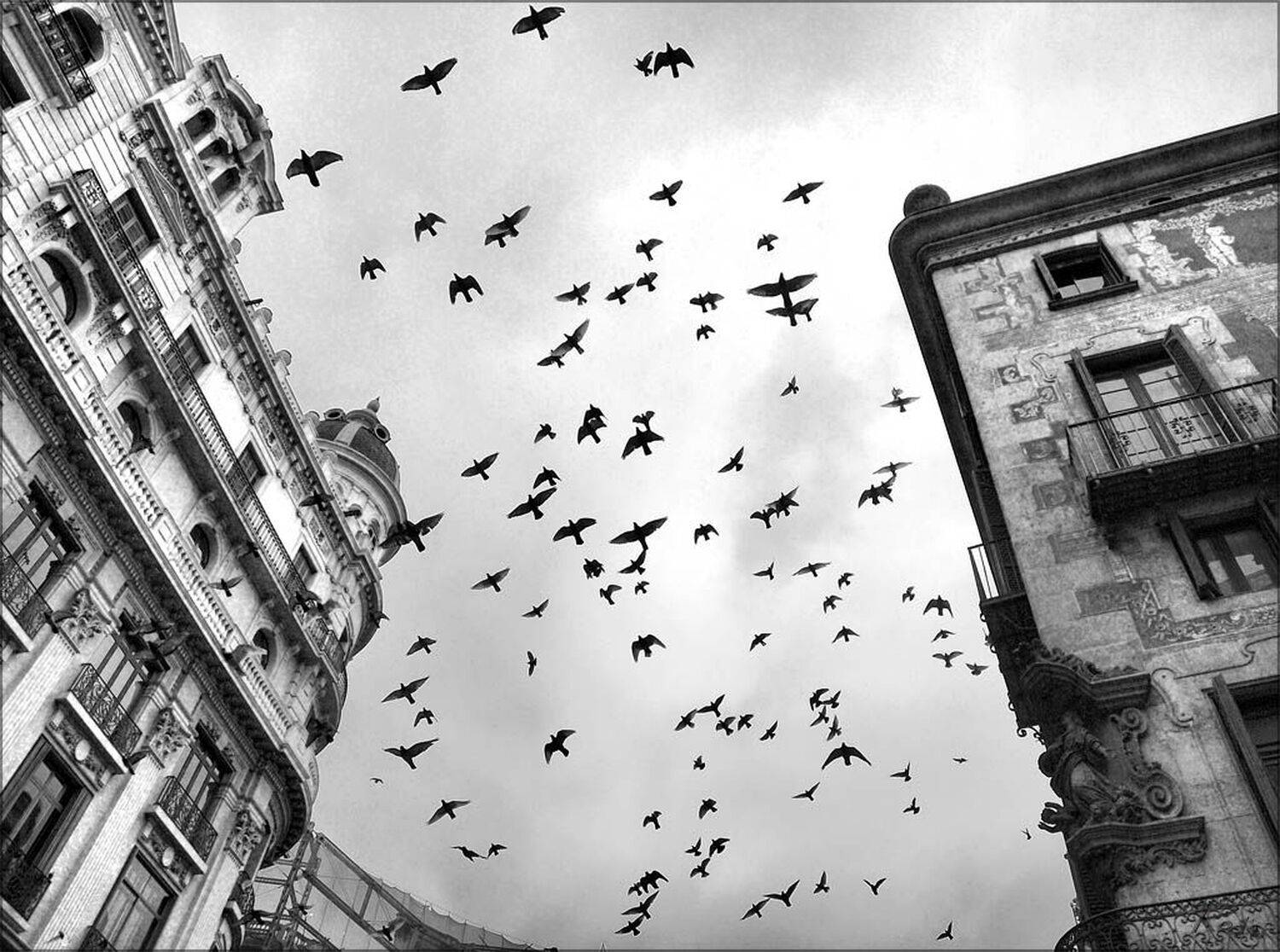 барселона,испания,голуби, metalchoz
