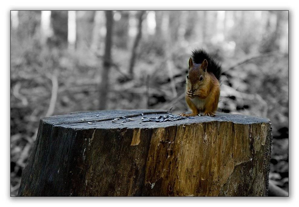 белка, Симонян Сергей