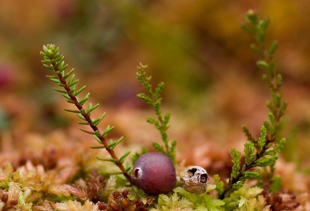 мох, клюква, болото, Юлия