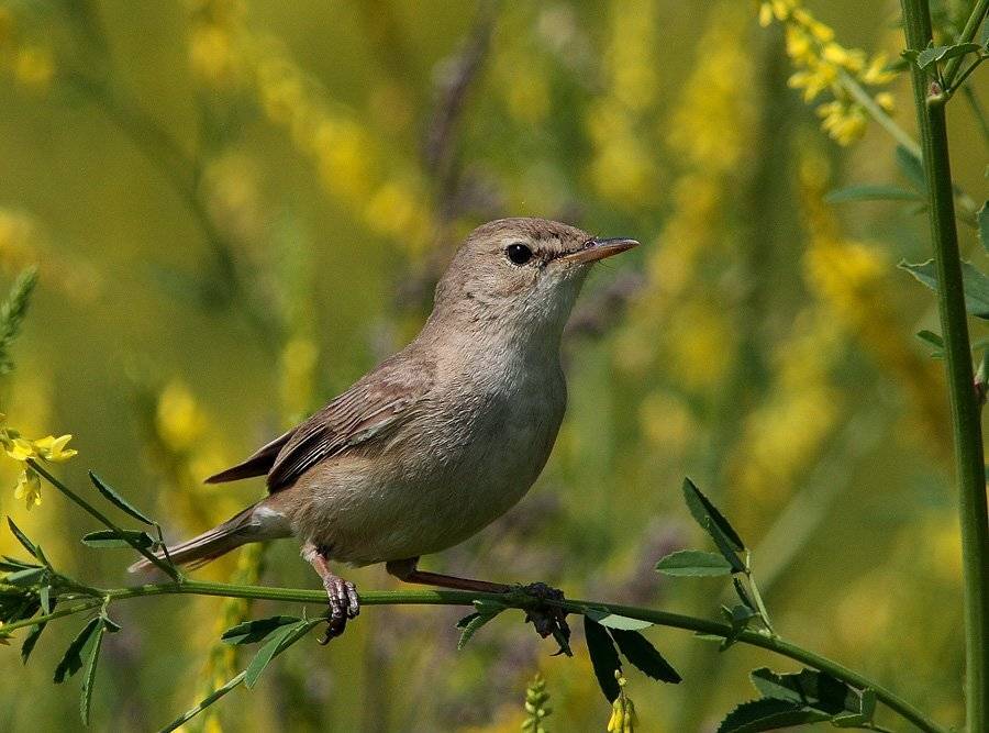 славка, Сергей Дорохин