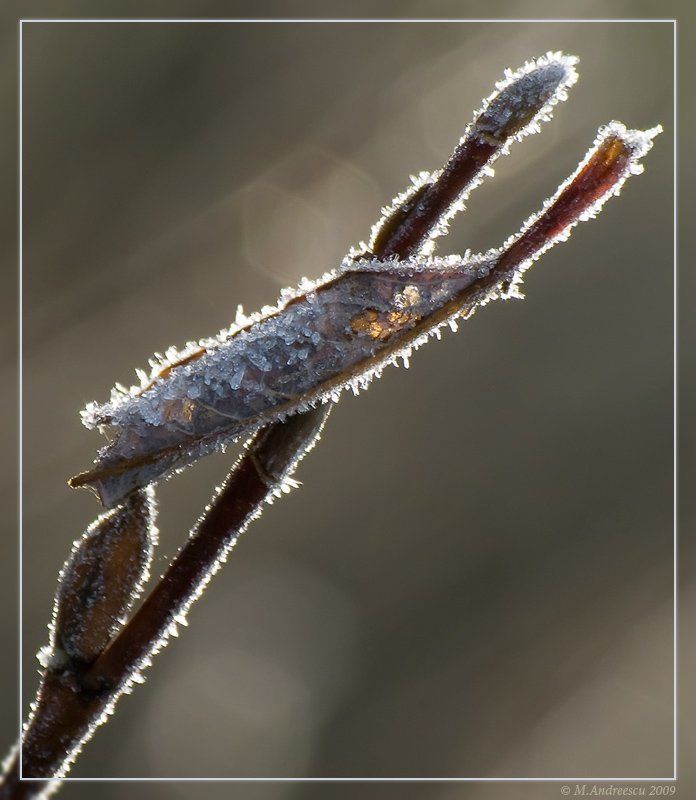 природа, лист, мороз, заморозок, иней, свет Природные абстракции (2) фото превью