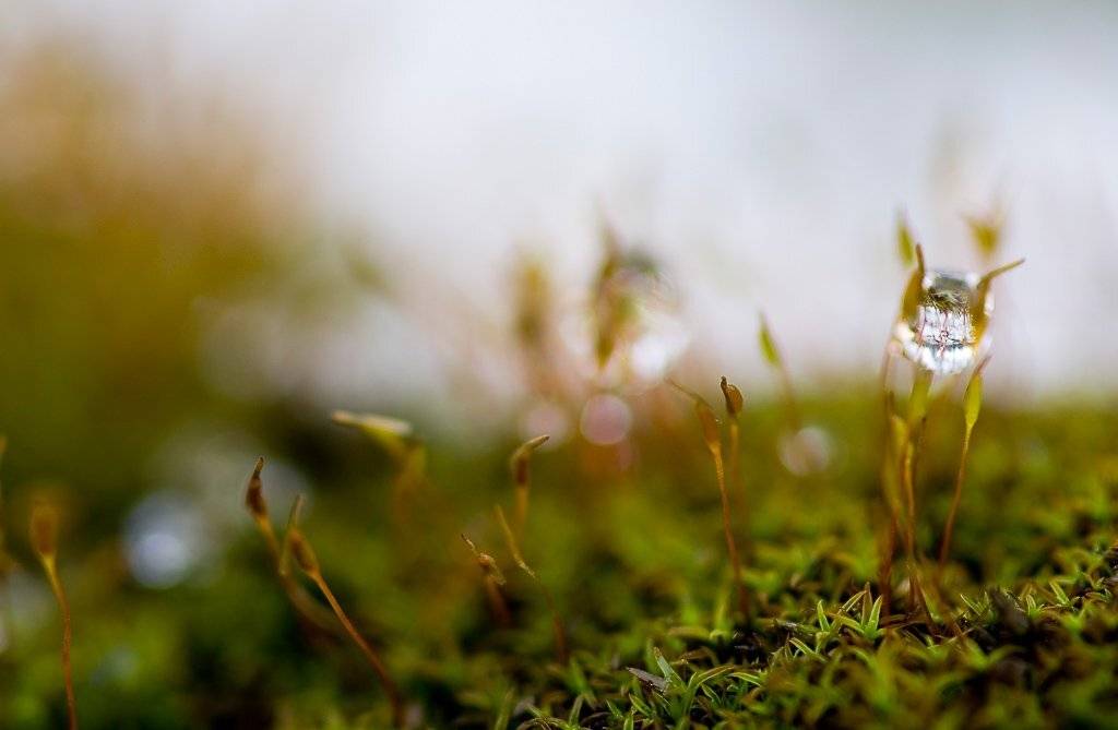 капля, мох, пейзаж, Юлия