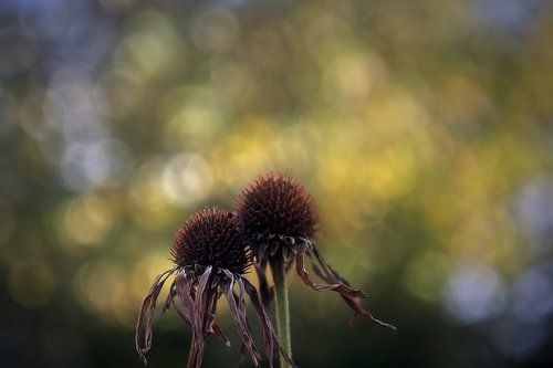 Вместе,до конца (продолжение Влюбленной парочки)