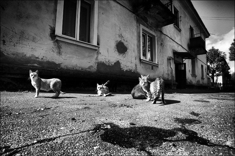 город, двор, пятно, исчезнувщий фотограф, расследование гоп-стоп фото превью