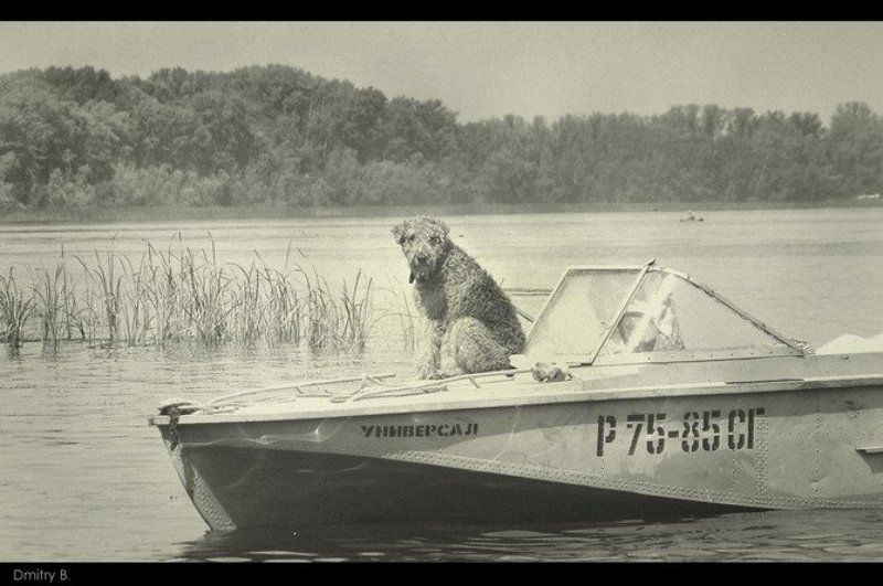 собака, катер, лето. волга универсал фото превью