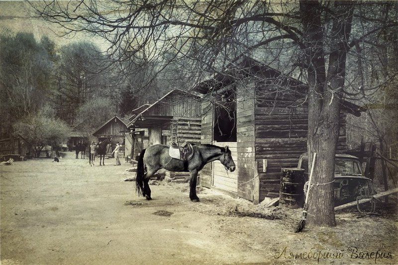 История лошади. Старая кляча фото превью