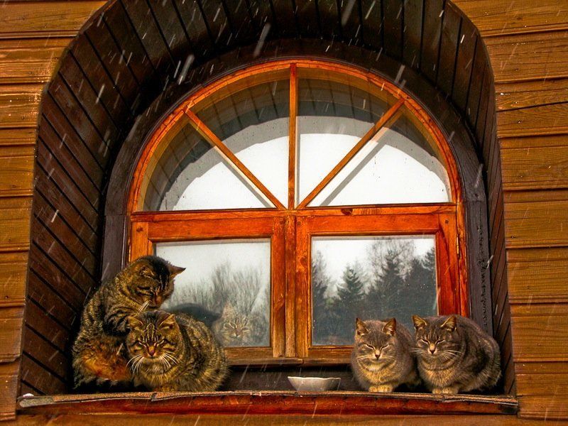 котэ Пятеро и окно фото превью