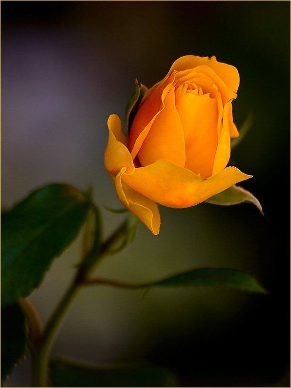 желтая, роза, цветок, цветы * фото превью