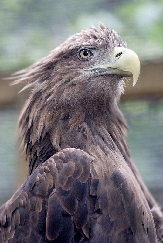 Гордый птиц)) фото превью