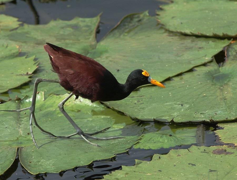 доминикана, якана, Сергей Дорохин