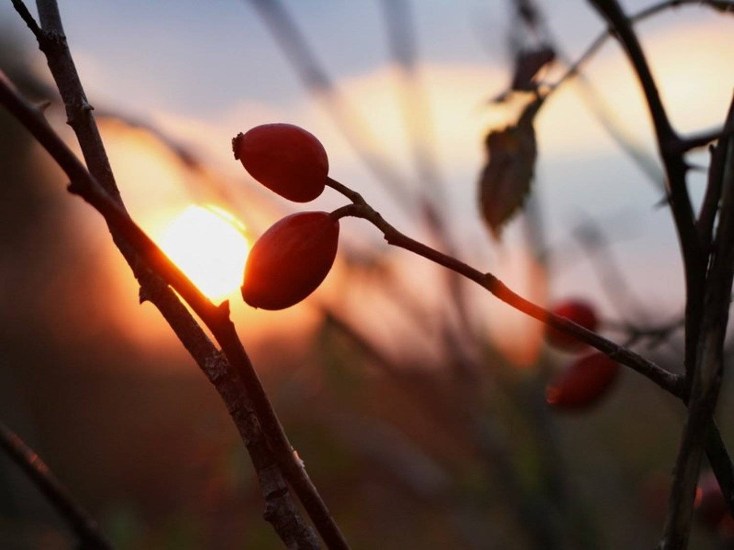 закат, природа, Unikum