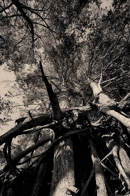 Энты... в путь... фото превью